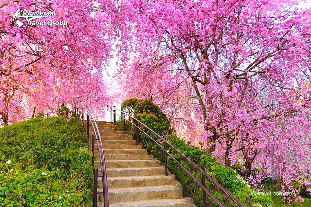 Релакс-тур + цвітіння сакури