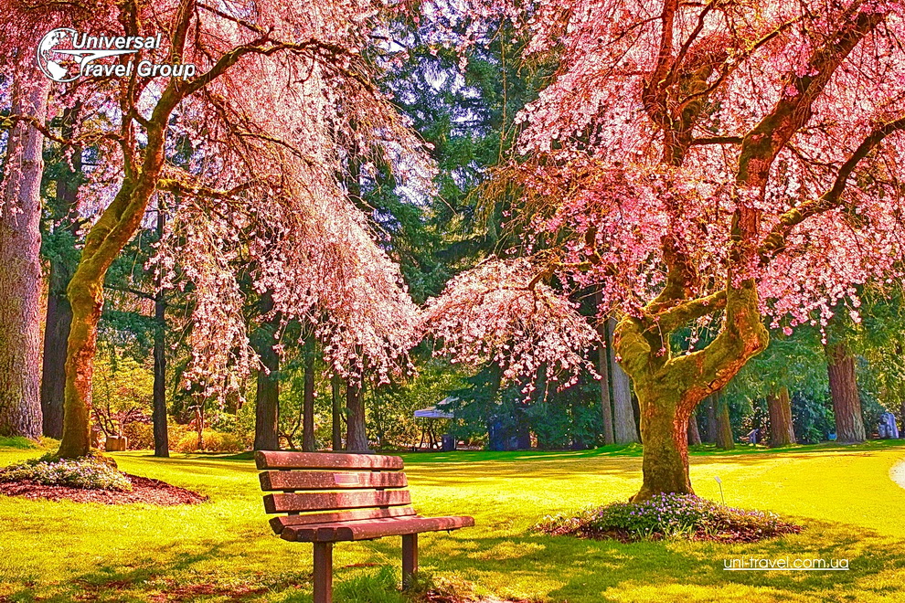 Сакура релакс тур