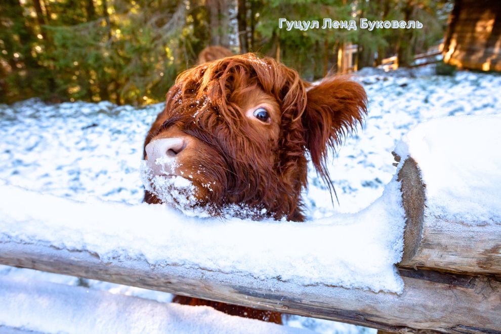 Гуцул Ленд у Буковелі