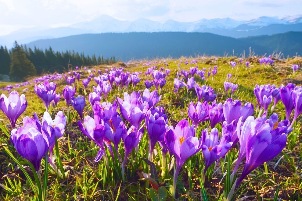 ШАФРАН-ТУР НА ДРАГОБРАТ | из Киева