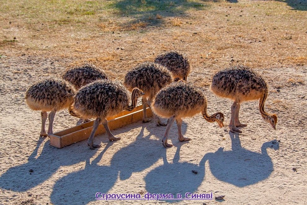 Одноденна автобусна екскурсія з Києва