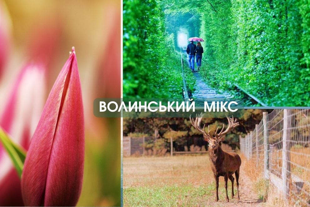 ВОЛЫНСКИЙ МИКС, ТОННЕЛЬ ЛЮБВИ И ФЕЕРИЯ ЦВЕТОВ | из Киева